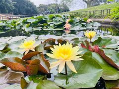 -广州莲花山旅游区