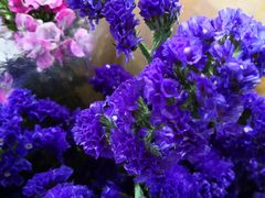 -曲阳花鸟市场(曲阳路店)