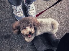 -PETKIT小佩宠物·低压洗护(国顺东路店)