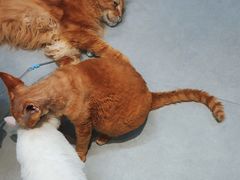 -Heymao猫咖.咖啡厅(东门店)