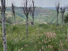 -云顶山风景区