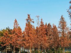 -重庆彩云湖湿地公园