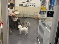 -有喵·猫咖·狗咖·30几只猫10只小狗(岗厦店)
