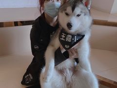 -Husky Go! 哈士奇体验馆·宠物咖啡厅狗咖