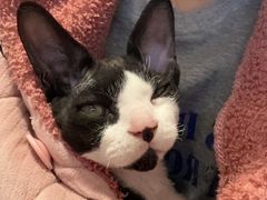 -瑞鹏宠物医院·宠保定点·心脏科·内科(御桥分院)