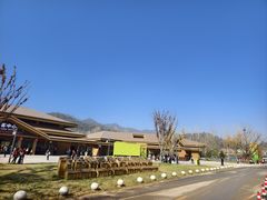 -千年银杏谷文化旅游区