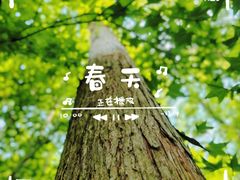 -上海共青森林公园