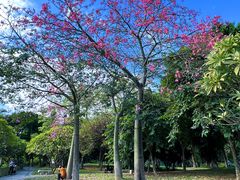 -海珠湖公园