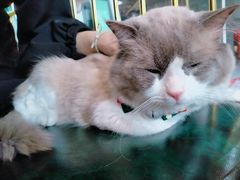-喵喵咪呀布偶猫咖(春熙路店)