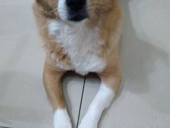 -凤栖山