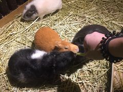 -藦茜花园宠物主题亲子互动体验馆(国顺东路店)