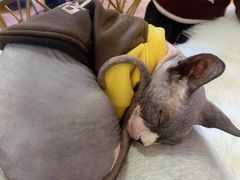 -糯米喵星人总部直营旗舰店·猫舍·幼猫出售
