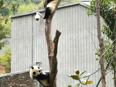 -卧龙中华大熊猫苑神树坪基地