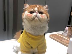 -More Fun猫咖 二十只万元加菲主题