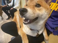 -柴犬高等学院·狗咖·柴犬售卖·宠物训练