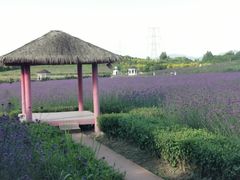 -紫颐香薰山谷景区