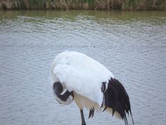 -盐城丹顶鹤湿地生态旅游区