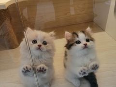 -柚子猫舍·精品猫舍购猫·猫咪认养·购宠·宠物店