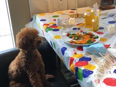 -百好乐宠物友好餐厅(朝外大街店)