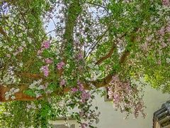 -深圳国际园林花卉博览园