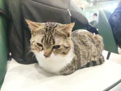 -安格丽娜·狗咖·猫咖羊驼咖(春熙路百盛商场店)