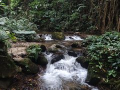-莫里热带雨林景区