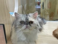 -屋虎猫馆(宝安大仟里店)