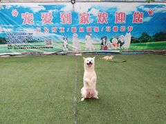 -宠物寄养训练学校