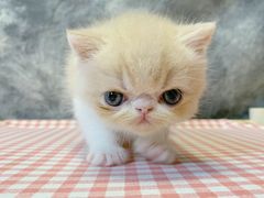 -滚猫咖啡·猫咖·猫友好撸猫(未来城店)
