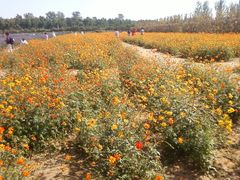 -北京东方普罗旺斯薰衣草庄园