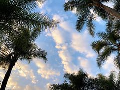 -荔枝公园(福田区)