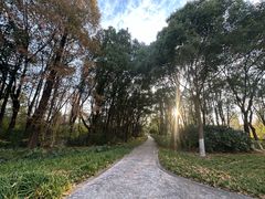 -昆山城市生态森林公园