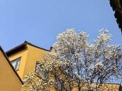 -龙华素斋(龙华路店)