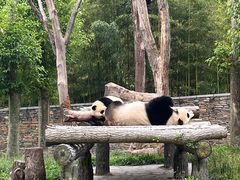 -卧龙中华大熊猫苑神树坪基地