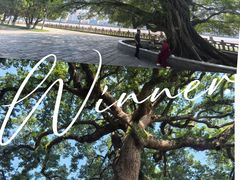 -江心屿景区