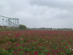 -枫林花海