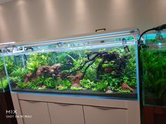 -山东柏宁水族批发广场