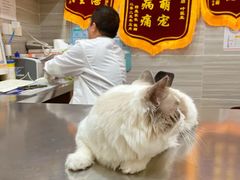 -瑞派名望志远动物医院·猫科·內科·异宠专科(直港大道店)