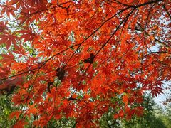 -梁鸿国家湿地公园