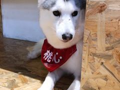 -Husky Go! 哈士奇体验馆·宠物咖啡厅狗咖