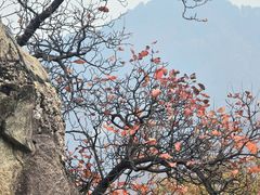 -秦岭终南山世界地质公园翠华山景区