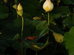 -厦门园林博览苑