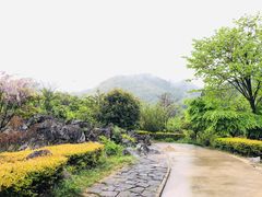 -千岛湖石林