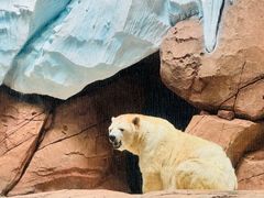-海合安武汉极地海洋公园