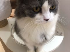 -1013 PET SHOP精品宠物商店(丁香店)