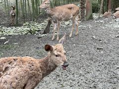 -鹿院坪生态旅游景区