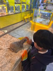 点击看大图 -神奇动物撸宠馆·羊驼·小浣熊·异宠(豫园店)