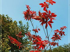 -新虹桥中心花园