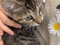 -瑞派康怡24h宠物医院·犬猫医疗中心·微创绝育(瑞景分院)