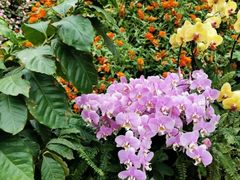 -花之城